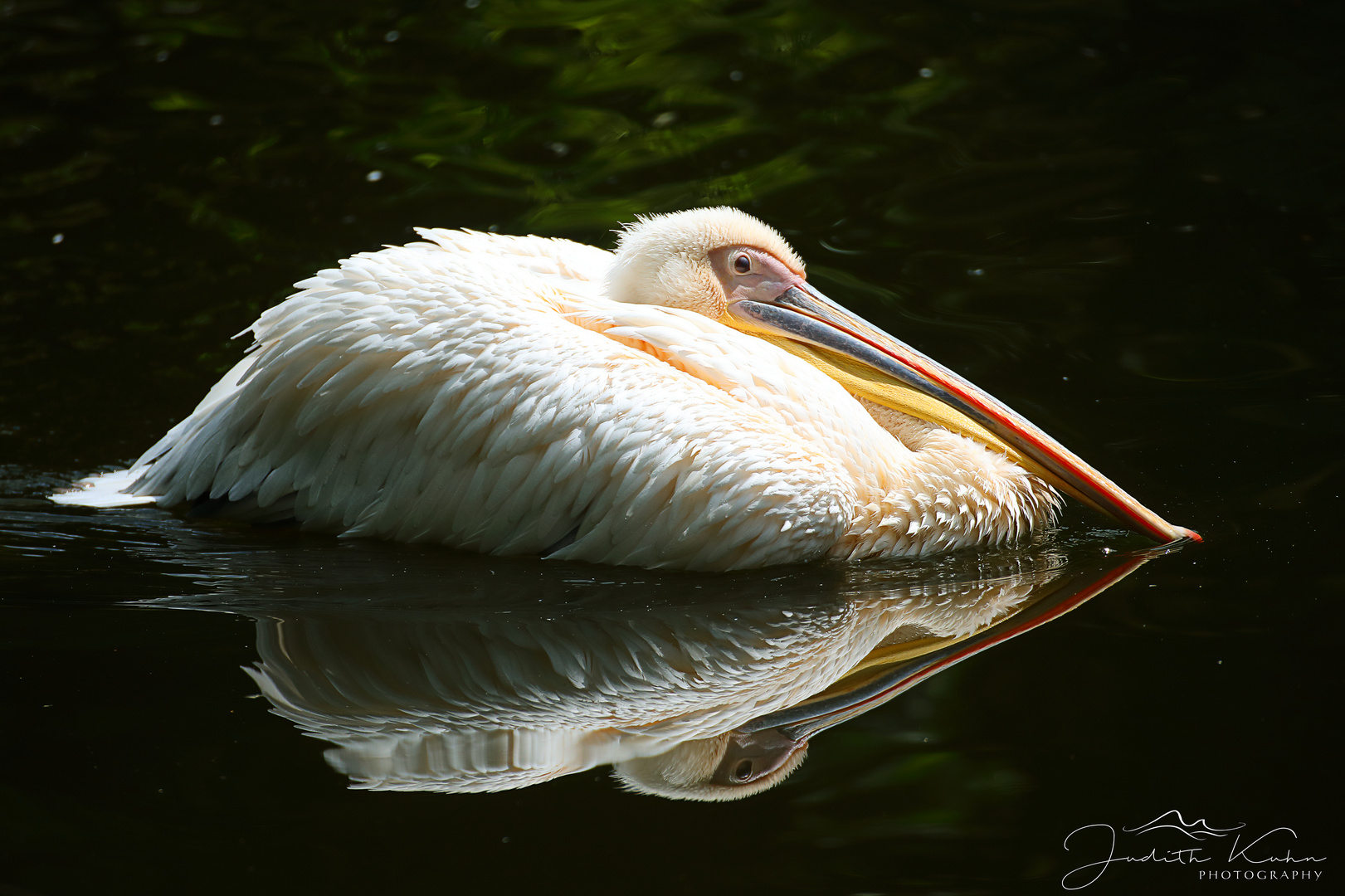 Pelecanus onocrotalus