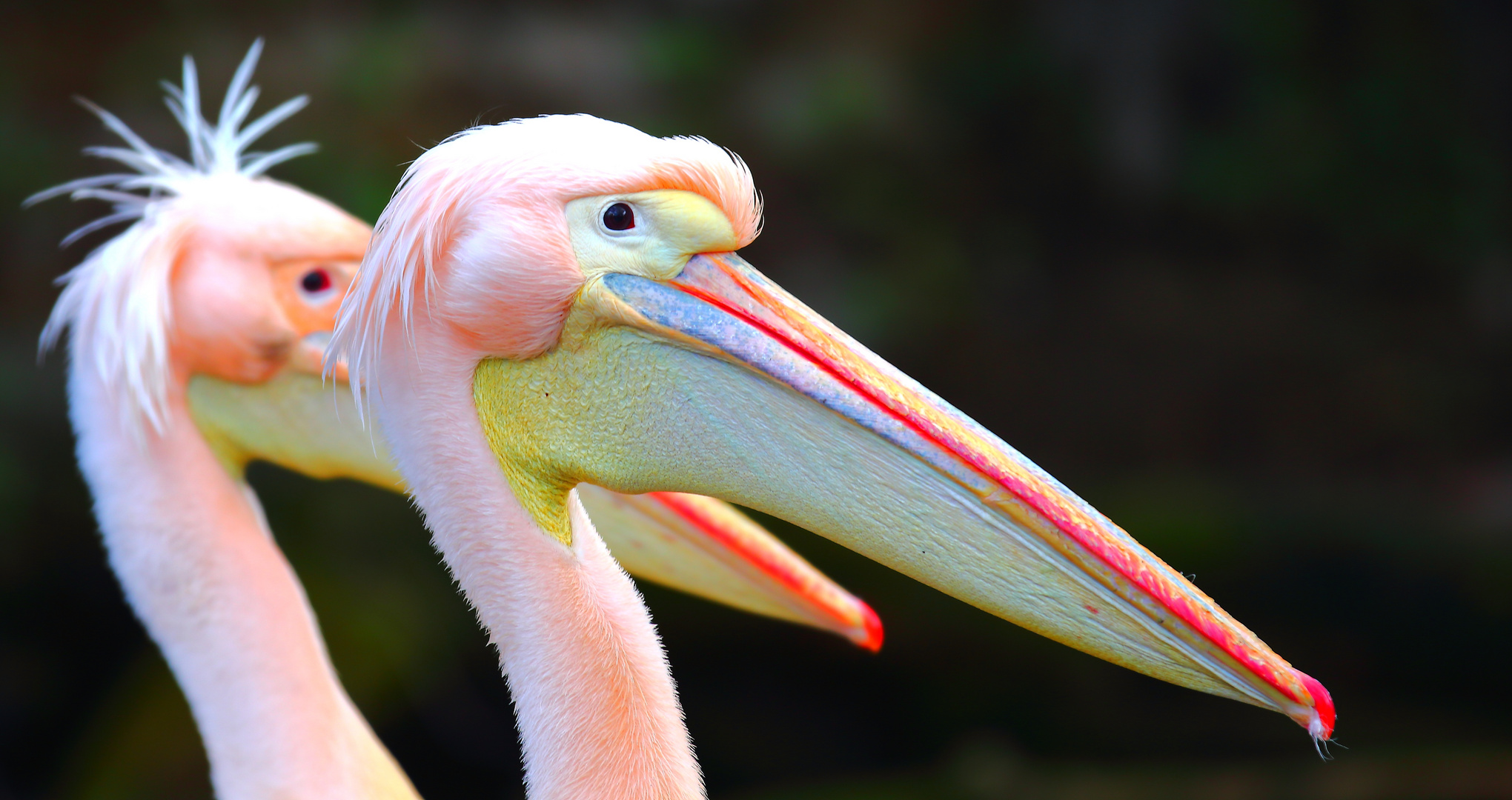 Pelecanus onocrotalus