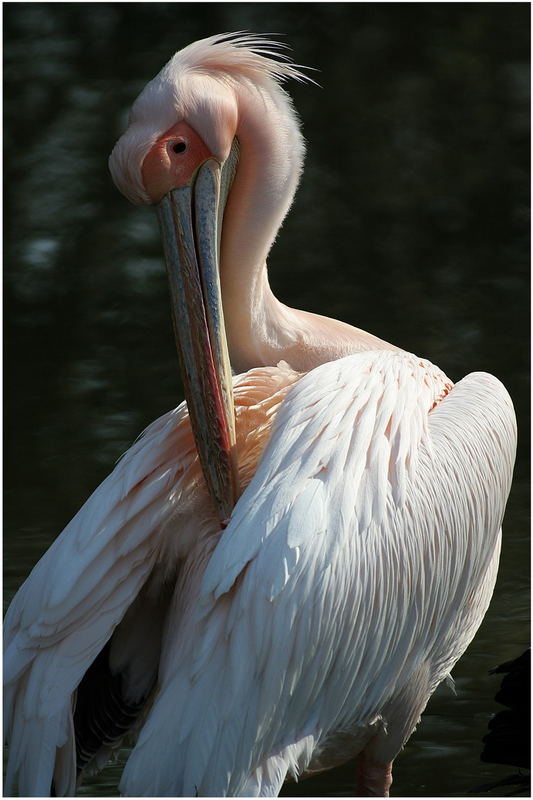 Pelecanus onocrotalus