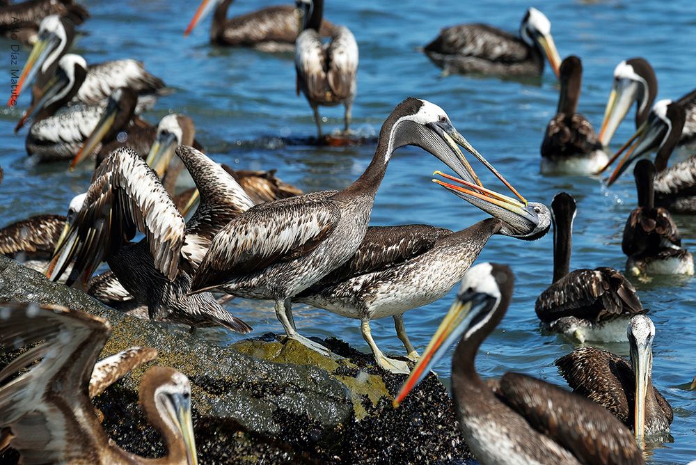 Pelecanus thagus