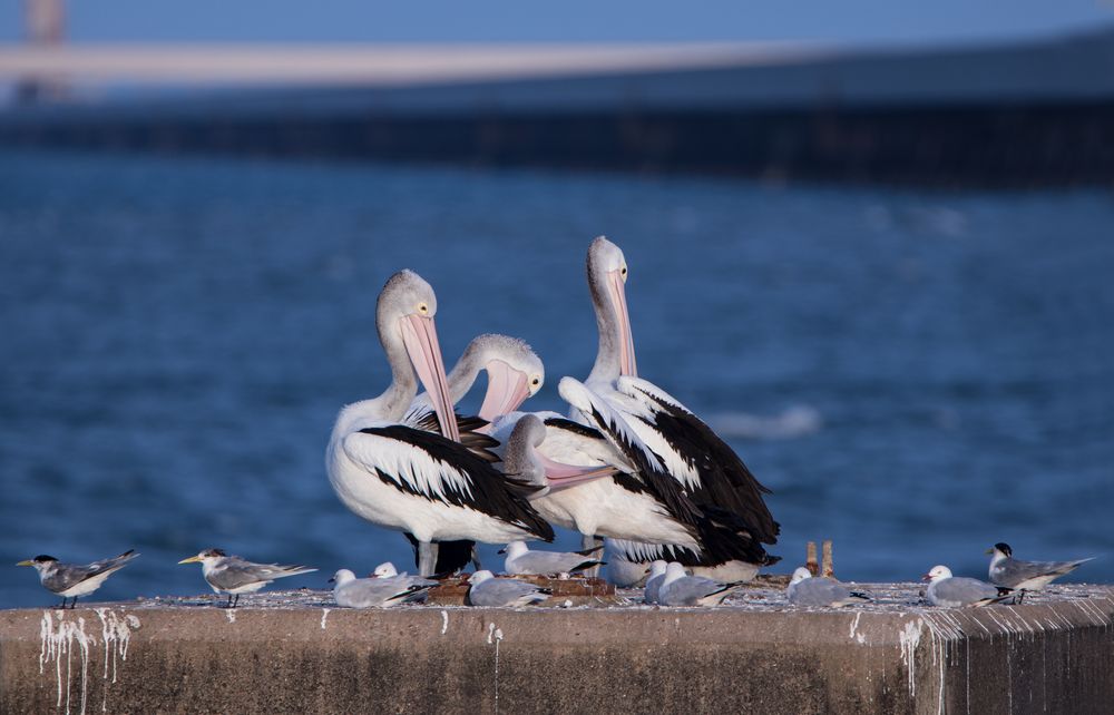 Pelecanus und Co