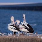 Pelecanus und Co