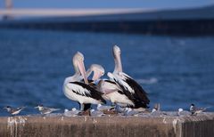 Pelecanus und Co