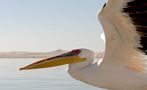 Tölpel, Pelikane, Kormorane- Wildlife