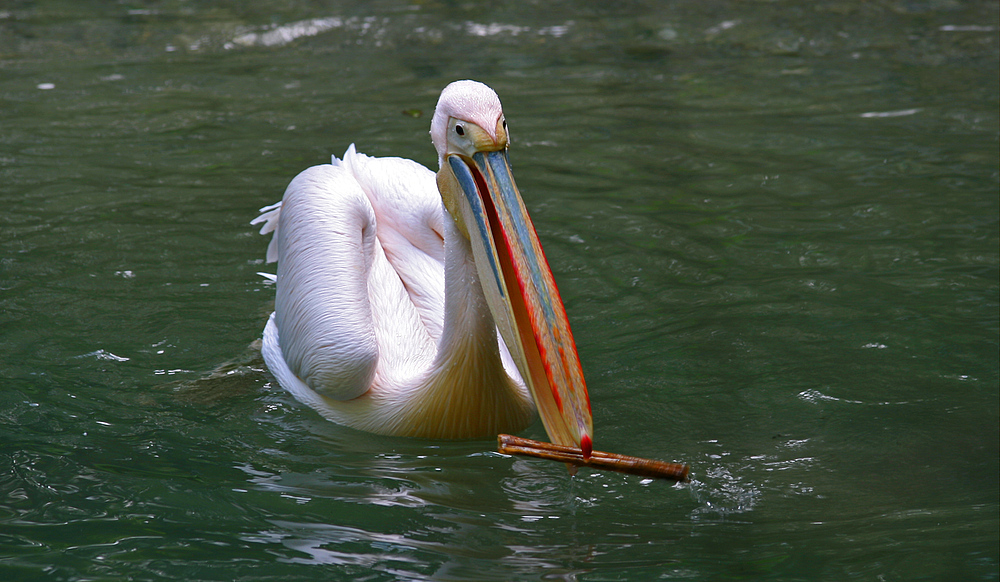 "Peli bring das Stöckchen .. na bring das Stöckchen"