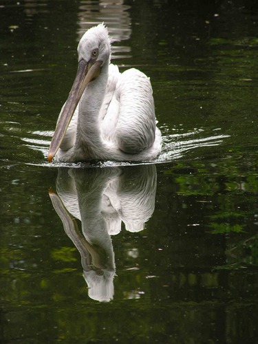 Peli kan(n) sich im Wasser sehen!