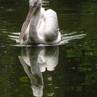 Peli kan(n) sich im Wasser sehen!