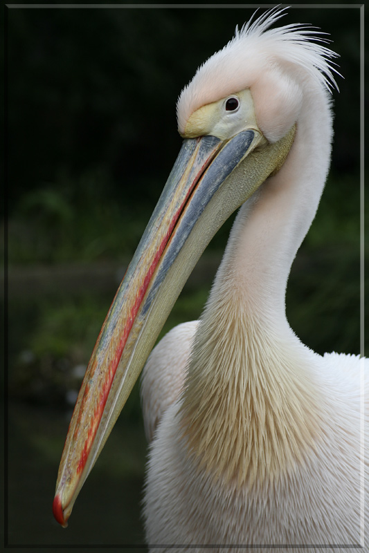 Peli-Portrait