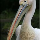 Peli-Portrait