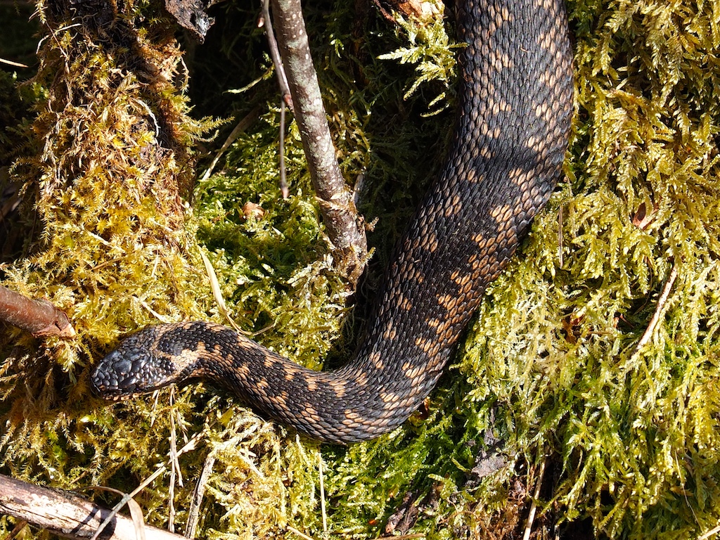 Pelias berus im Loisachmoor