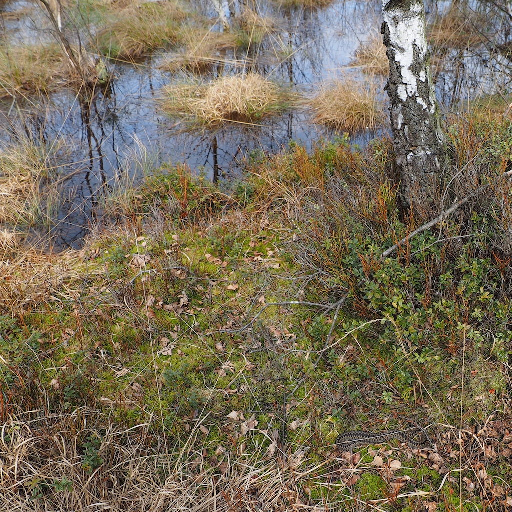 Pelias berus im Moor