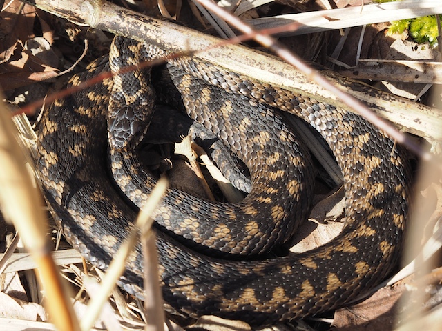 Pelias berus in Holland