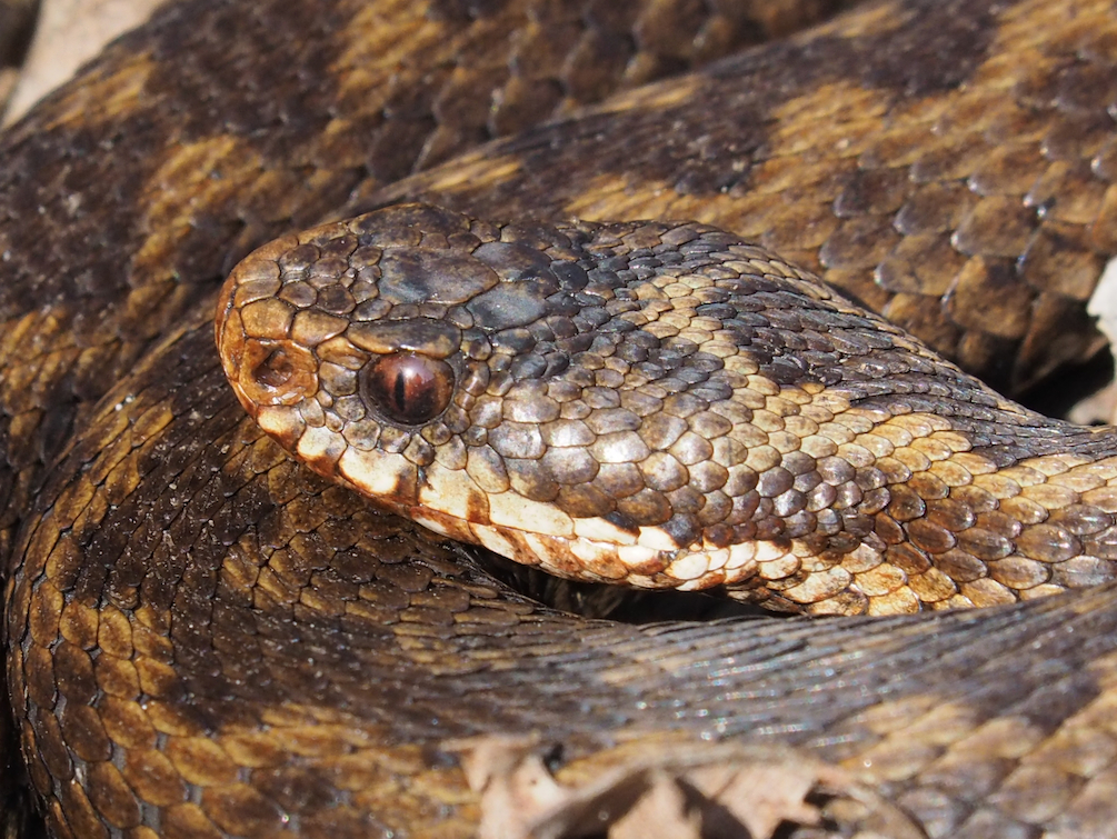 Pelias berus Weibchen