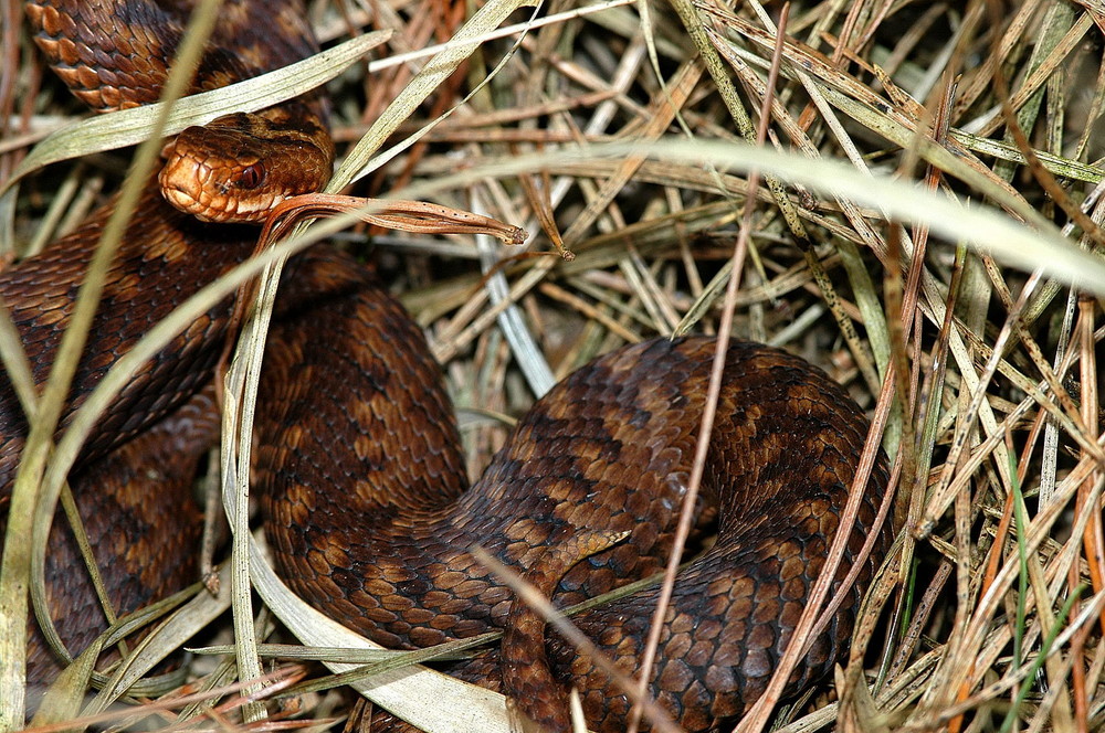 Pelias berus - Weibchen in NRW !