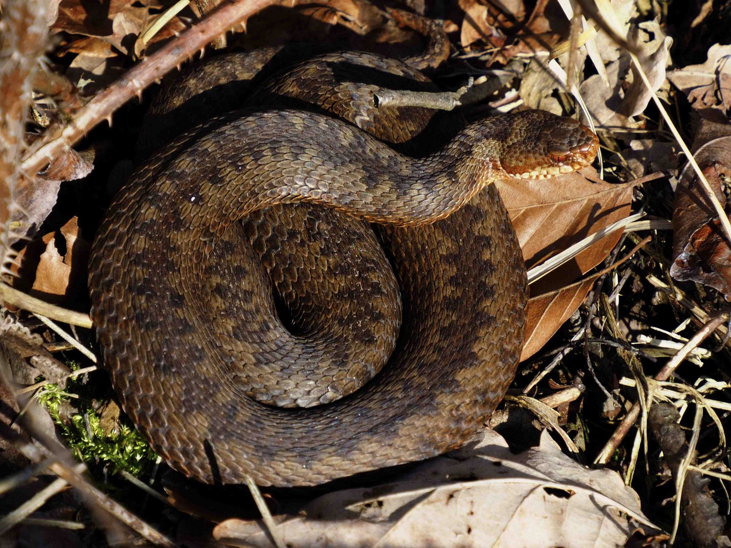 Pelias(Vipera)berus Weibchen