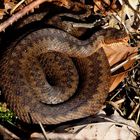 Pelias(Vipera)berus Weibchen