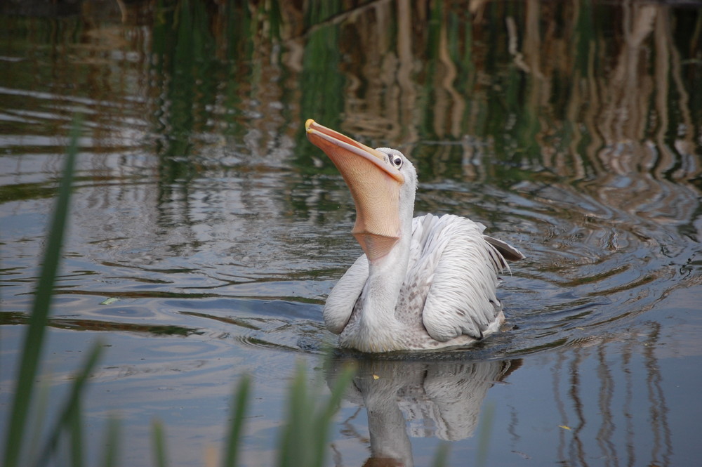 pélican