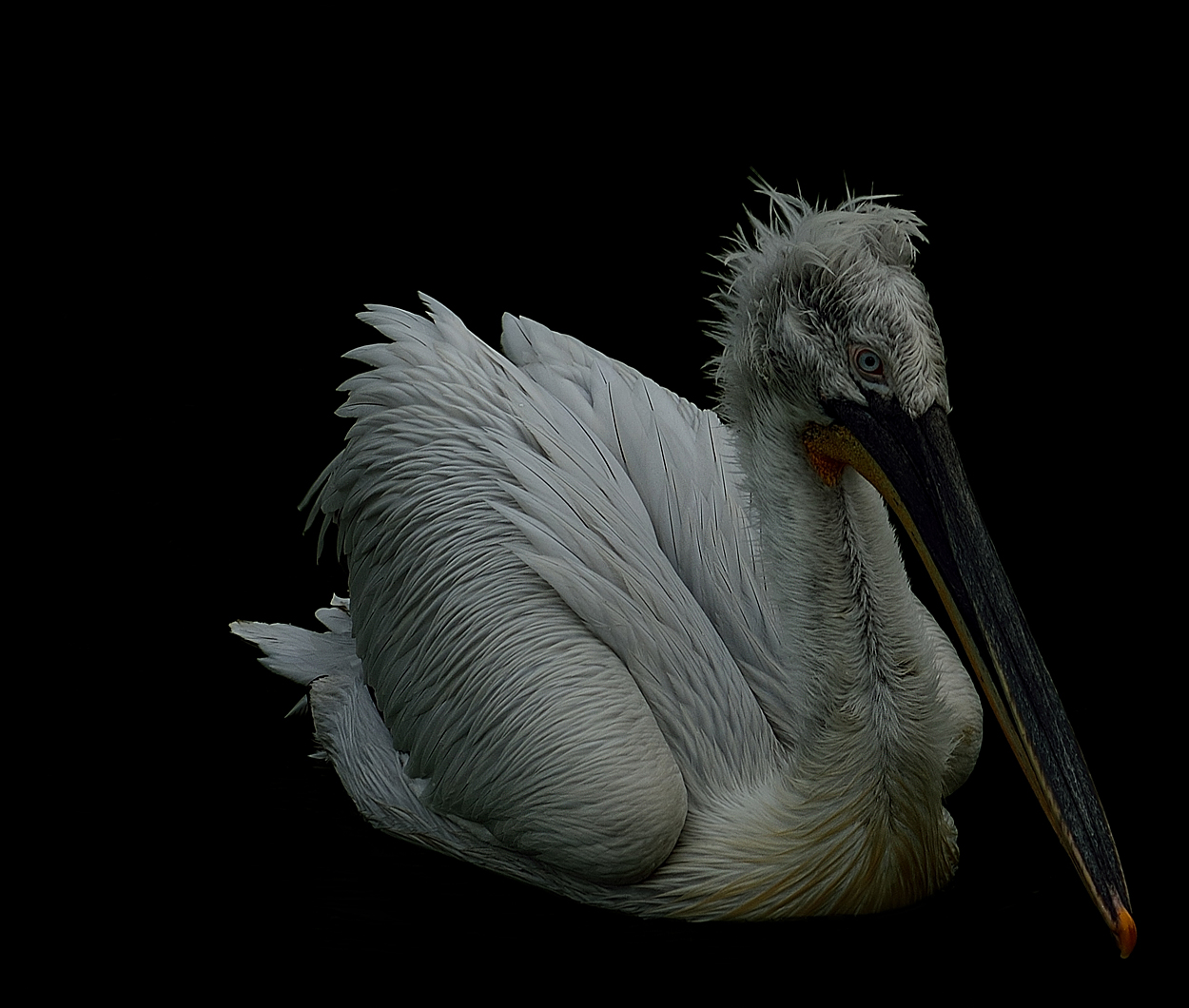 Pelican