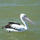 Pelican