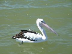 Pelican