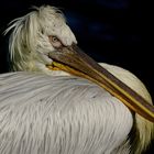 Pelican 