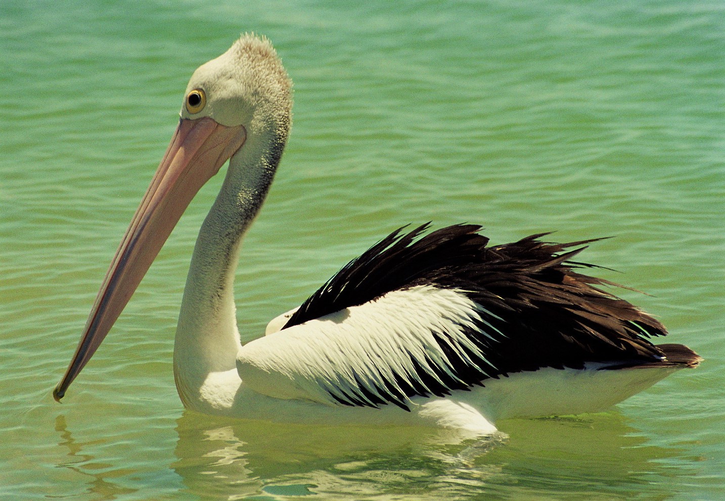 Pelican