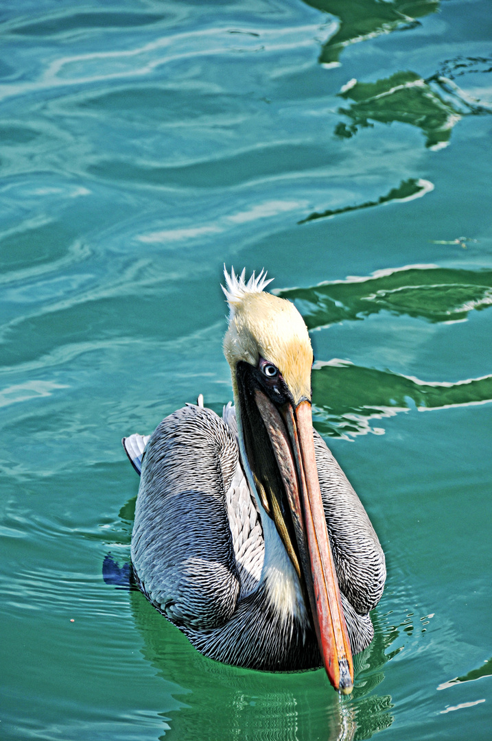 Pelican