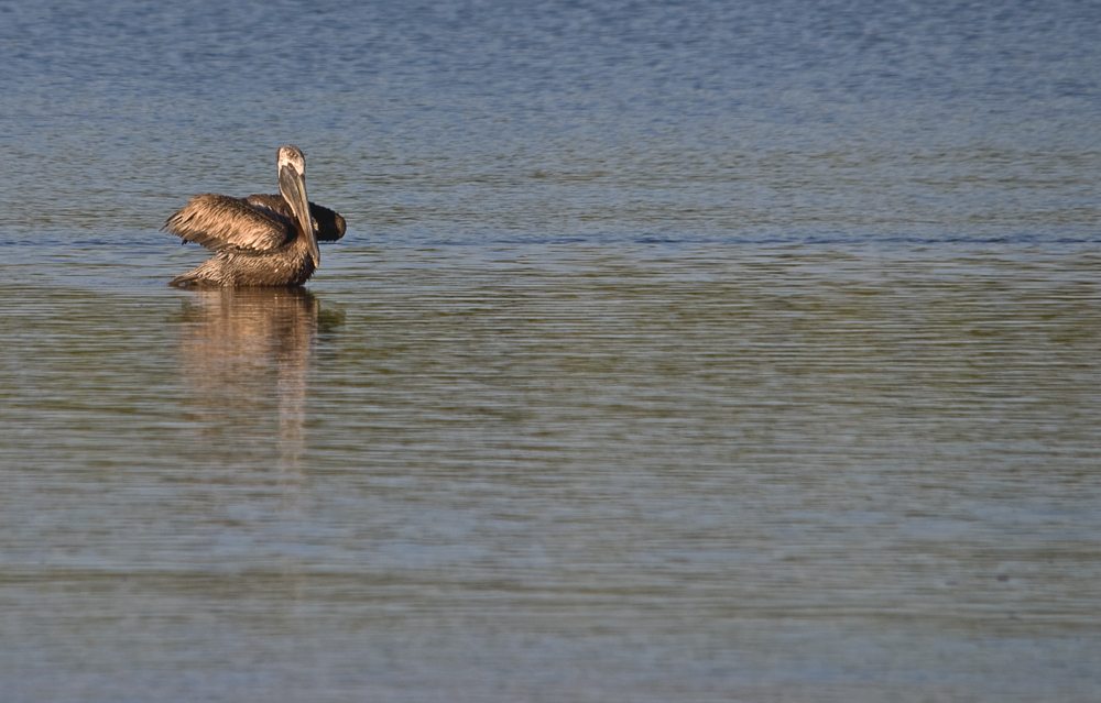 Pelican