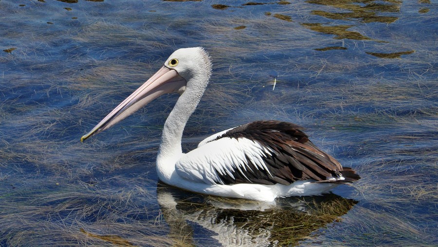 Pelican