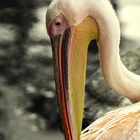 Pelican 