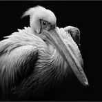 pelican