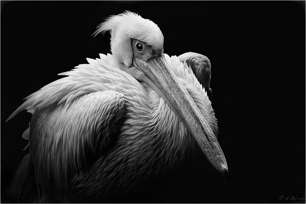 pelican