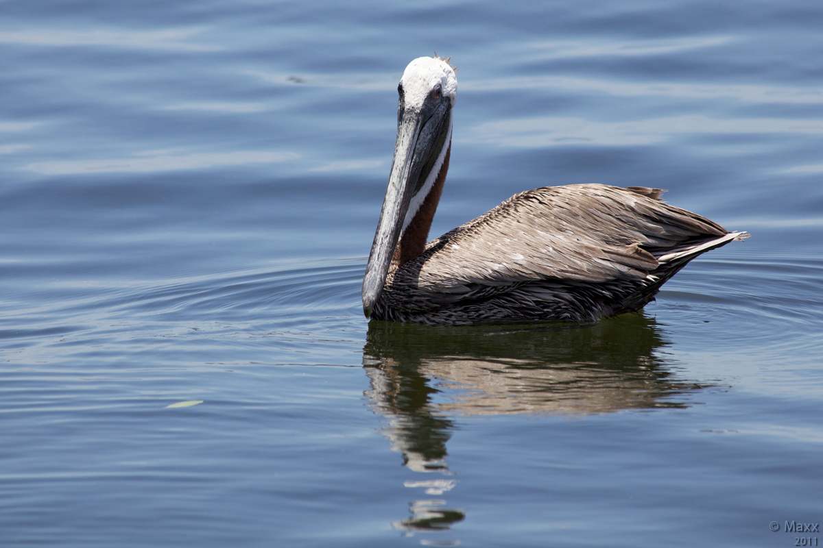 Pelican