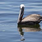 Pelican