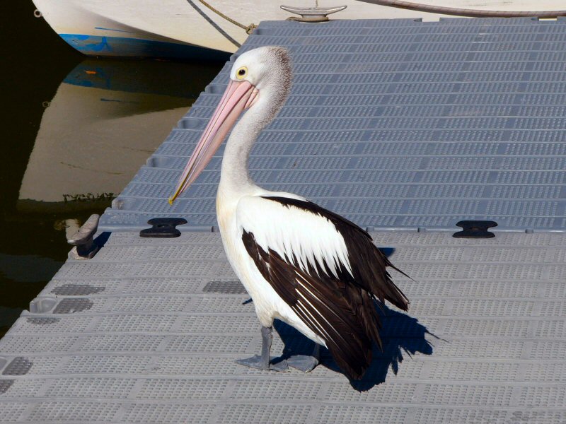 Pelican