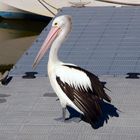 Pelican