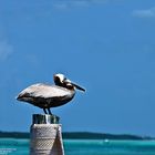 pelican 2