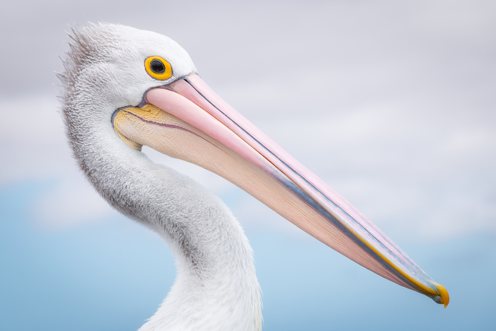 pelican