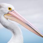 pelican