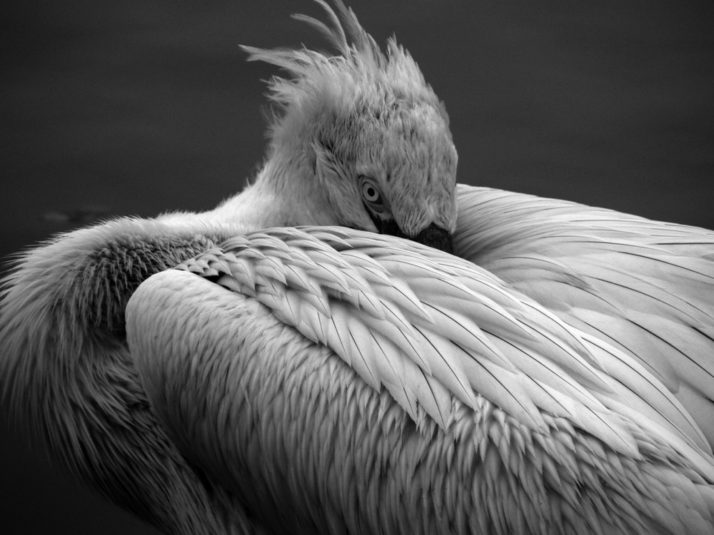 Pelican