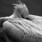 Pelican