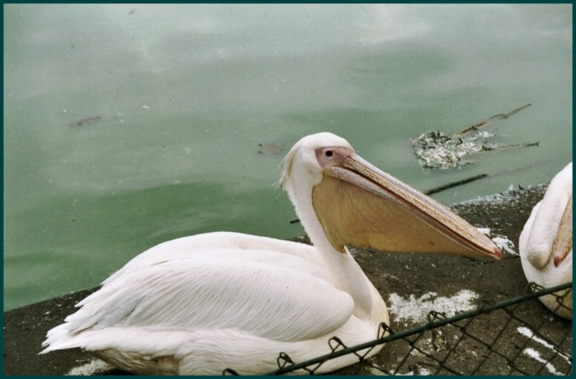 Pelican