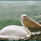 Pelican