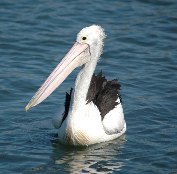 Pelican # 3