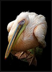 pelican