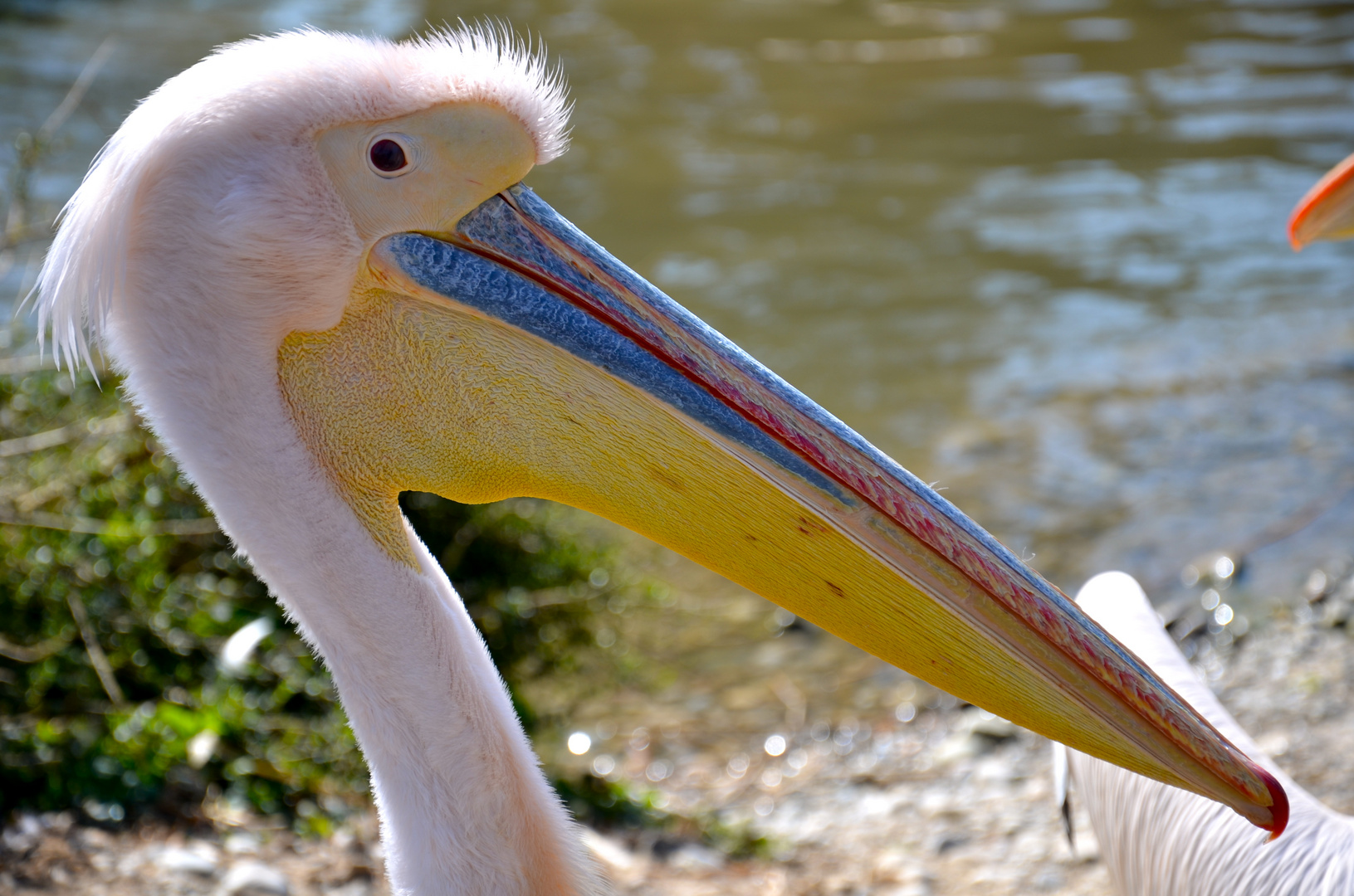 Pelican