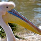 Pelican