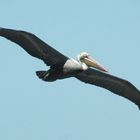 Pelican