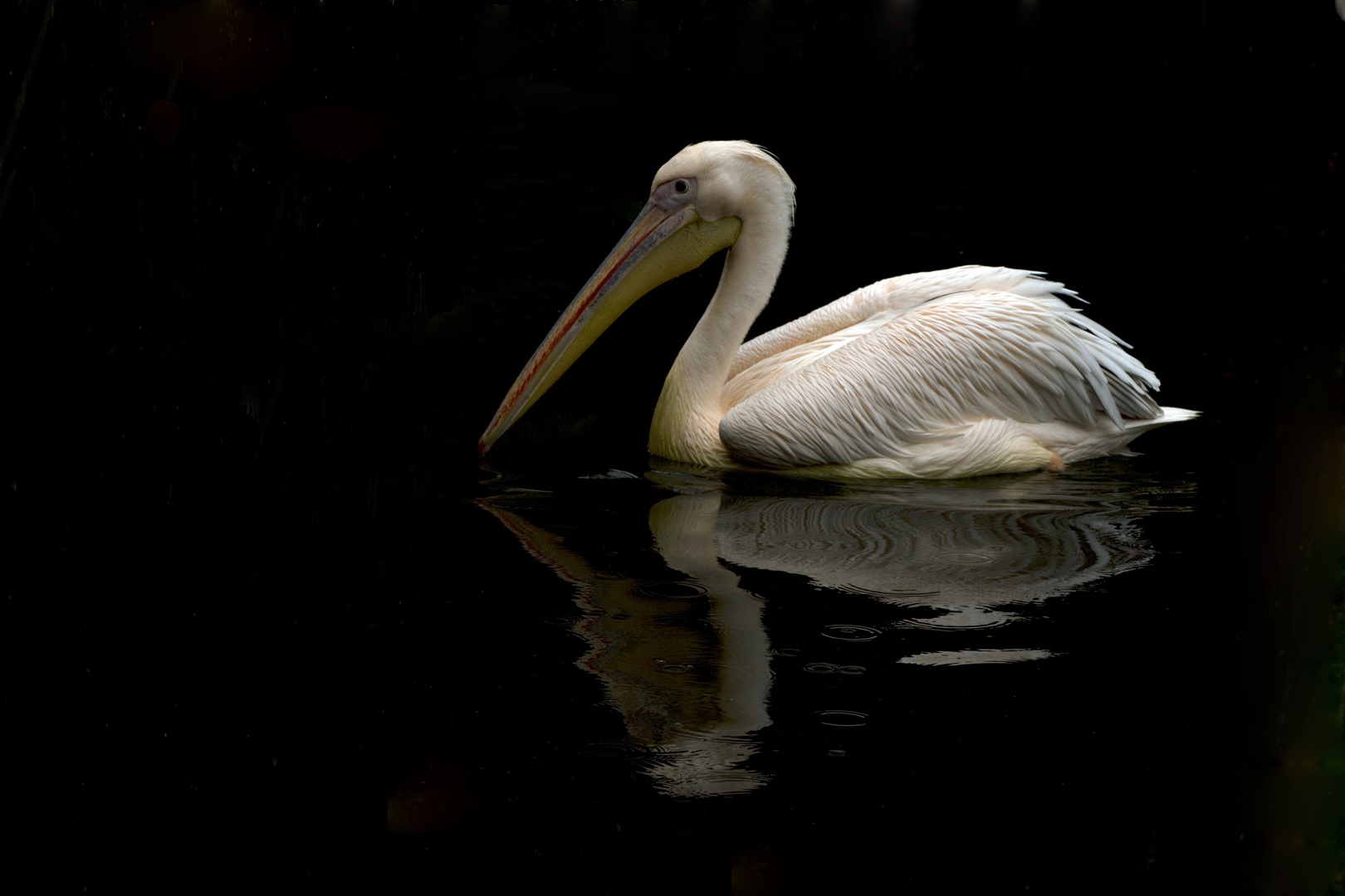 Pelican