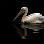 Pelican